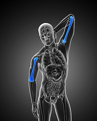 포토 JPG 해외이미지 손 과학 뼈 골격 건강 사람 사람없음 3D 팔 해외202004 해외포토 신체부위 디지털합성 파일형식