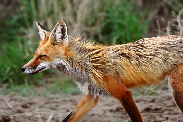 포토 JPG 해외이미지 주간 한마리 야생동물 사람없음 야외 아웃포커스 여우 해외202004 해외포토 자연요소 동물 1 포유류 촬영기법 파일형식