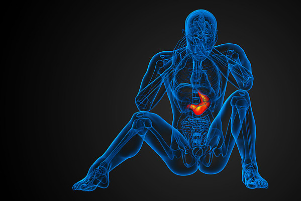 포토 JPG 해외이미지 해부 건강 사람 사람없음 3D 오르간 궤 복부 해외202004 해외포토 의학 신체부위 건반악기 디지털합성 파일형식