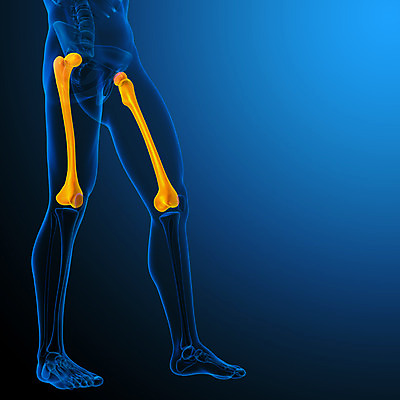 포토 JPG 해외이미지 해부 뼈 골격 사람없음 엉덩이 무릎 해외202004 해외포토 의학 신체부위 파일형식