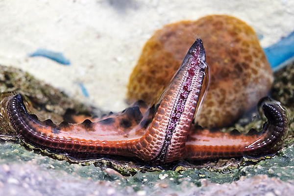포토 JPG 해외이미지 동물 디자인 별 야생동물 바다 과학 백그라운드 패턴 자연 연체동물 어류 사람없음 우주 수중 산호 묘사 만족 질감 암초 고립 해외202004 해외포토 자연요소 감정 무늬 무척추동물 수중동물 자포동물 생태계 파일형식