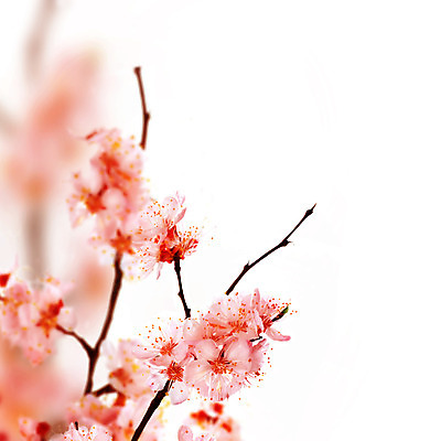 포토 JPG 해외이미지 나무 식물 꽃잎 꽃 분홍색 백그라운드 자연 건강 사람없음 우주 일본 맑음 봄 성장 벚꽃 흰색 나뭇가지 신선 투명 개화 체리 닫기 선택 과수원 4월 5월 순수 원예 아로마 내추럴 고립 꽃수술 국경 해외202004 해외포토 계절 아시아 컬러 컨셉 농업 과일 모션 날씨 취미 날짜 생태계 파일형식