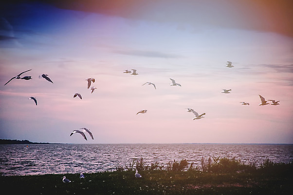 포토 JPG 해외이미지 동물 구름 실루엣 야생동물 바다 여행 백그라운드 겨울 날개 자연 조류 하늘 풍경 사람없음 야외 빨간색 여름 파란색 빛 태양 평화 검은색 일몰 봄 자유 흰색 그룹 깃털 비둘기 내추럴 동물상 무료 많음 해외202004 해외포토 자연요소 계절 컬러 컨셉 촬영기법 조형물 노을 생태계 파일형식