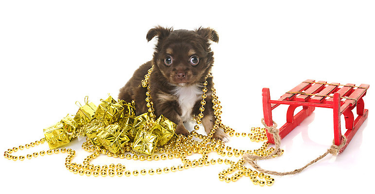 포토 JPG 해외이미지 동물 컨셉 크리스마스 선물 사람없음 반려동물 갈색 개 강아지 흰배경 썰매 치와와 이벤트의상 해외202004 해외포토 옷 기념일 컬러 백그라운드 포유류 흰색 파일형식