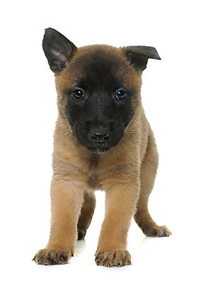 포토 JPG 해외이미지 동물 사람없음 반려동물 갈색 양치기 개 강아지 흰배경 고립 해외202004 경비견 해외포토 직업 컬러 백그라운드 포유류 흰색 파일형식