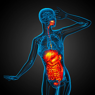 포토 JPG 해외이미지 해부 사람 사람없음 고통 하트 신장 간 암 방광 췌장 지라 해외202004 해외포토 모양 감정 의학 장기_의학 비뇨기관 질병 파일형식