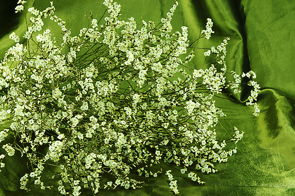 포토 JPG 해외이미지 식물 공원 꽃잎 꽃 행복 아시아 분홍색 백그라운드 컨셉 잎 패턴 태국 자연 사람없음 야외 장식 가로 빨간색 초록색 여름 햇빛 환경 정원 보라색 봄 활발 성장 벚꽃 흰색 시골 신선 개화 우아함 냄비 장면 집시 많음 해외202004 해외포토 계절 공공시설 감정 나라 컬러 무늬 태양 솥 생태계 파일형식