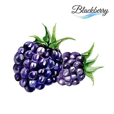 EPS 해외이미지 디자인 열매 음식 백그라운드 잎 과일 일러스트 수채화 미술 사람없음 초록색 달콤 그림 유기농 비타민 블랙베리 내추럴 맛있는 해외202004 해외일러스트 식물 웰빙 컬러 문화예술 맛 영양소 파일형식 벡터