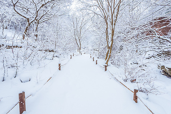 포토 JPG 해외이미지 나무 백그라운드 겨울 자연 산 서울 한국 풍경 사람없음 눈내림 해외202004 해외포토 식물 계절 아시아 눈_날씨 생태계 파일형식