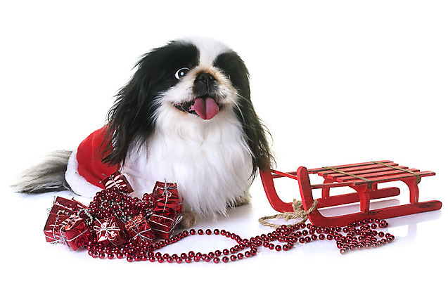 포토 JPG 해외이미지 동물 컨셉 크리스마스 털 선물 사람없음 빨간색 반려동물 검은색 코트 흰색 개 강아지 흰배경 썰매 솜털 이벤트의상 해외202004 해외포토 옷 기념일 컬러 백그라운드 포유류 외투 파일형식
