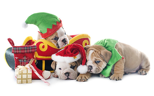 포토 JPG 해외이미지 동물 컨셉 크리스마스 요정 세마리 사람없음 반려동물 그룹 유머 개 강아지 흰배경 썰매 불독 이벤트의상 해외202004 해외포토 옷 기념일 감정 백그라운드 포유류 3 흰색 파일형식