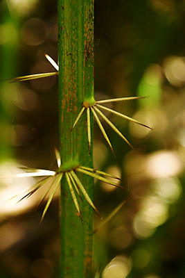 포토 JPG 해외이미지 식물 꽃 감정 종교 백그라운드 휴가 사랑 사람없음 목재 빨간색 초록색 장미 믿음 침묵 봄 고통 흰색 나뭇가지 가시 방어 구출 위험 심볼 오브젝트 열정 신성 희생 고립 신앙심 해외202004 해외포토 나무 계절 컬러 컨셉 재료 어류 소리 도움 파일형식