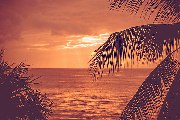 포토 JPG 해외이미지 나무 구름 실루엣 섬 여행 백그라운드 잎 오렌지 자연 벽지 하늘 아침 휴가 휴식 손바닥 풍경 사람없음 야외 빨간색 물 여름 빛 햇빛 태양 노란색 일출 맑음 침묵 일몰 뜨거움 야간 저녁 하와이 장면 코코넛 이국적 파라다이스 수평선 해외202004 해외포토 주간 자연요소 식물 손 계절 컬러 컨셉 과일 날씨 촬영기법 노을 미국 소리 생태계 파일형식