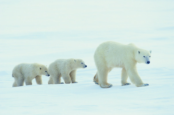 포토 JPG 해외이미지 나무 동물 야생동물 곰 자연 조류 털 풍경 잔디 사람없음 야외 초록색 물 컬러풀 머리 설원 검은색 숲 큼 사파리 북극곰 내추럴 해외202004 해외포토 자연요소 식물 컬러 포유류 신체부위 눈 크기 생태계 파일형식