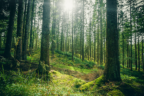 포토 JPG 해외이미지 나무 계절 공원 길 백그라운드 잎 자연 하늘 아침 날씨 풍경 초원 사람없음 야외 목재 가로 초록색 여름 파란색 빛 컬러풀 햇빛 태양 환경 맑음 침묵 봄 나뭇가지 시골 신선 소나무 황무지 숲 땅 장면 공터 내추럴 해외202004 해외포토 주간 자연요소 식물 공공시설 컬러 재료 소리 생태계 파일형식