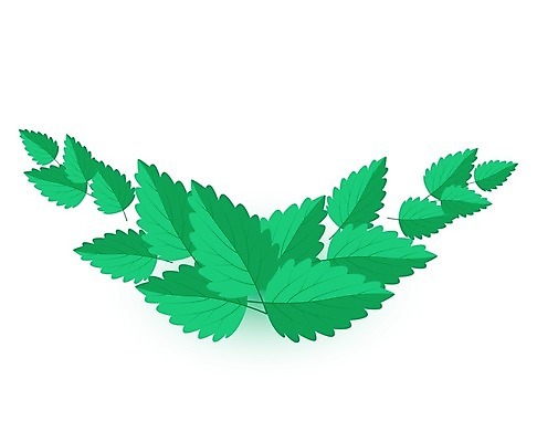 EPS 해외이미지 모양 식물 디자인 배너 음식 백그라운드 컨셉 잎 일러스트 자연 건강 요리 미술 그래픽 초록색 빛 세트 약 주방 봄 신선 칵테일 양념 플랫 차 상품 먹기 민트 허브 심볼 오브젝트 에코 향기 아로마 내추럴 고립 생태학 엘리먼트 해외202004 스피아민트 해외일러스트 계절 교육 음료 컬러 의학 모션 문화예술 주류 환경 생태계 냄새 파일형식 벡터