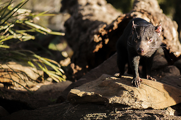 포토 JPG 해외이미지 동물 사람없음 호주 주머니곰 해외202004 해외포토 포유류 오세아니아 파일형식