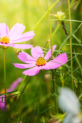 포토 JPG 해외이미지 식물 디자인 계절 꽃잎 꽃 분홍색 꽃다발 백그라운드 꽃무늬 패턴 자연 사람없음 초록색 여름 컬러풀 보라색 봄 성장 벚꽃 신선 질감 만들기 내추럴 해외202004 해외포토 컬러 무늬 모션 생태계 파일형식