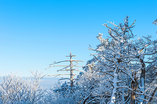 포토 JPG 해외이미지 나무 백그라운드 겨울 자연 하늘 산 서울 한국 풍경 사람없음 태양 맑음 추위 언덕 눈내림 해외202004 해외포토 자연요소 식물 계절 아시아 날씨 눈_날씨 생태계 파일형식