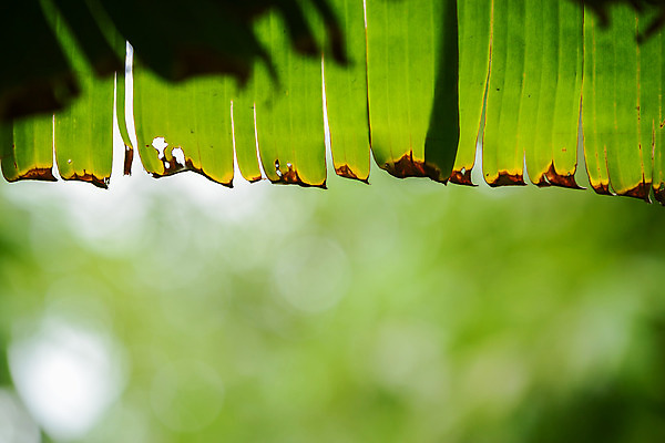포토 JPG 해외이미지 나무 식물 단풍 잎 패턴 자연 추상 프레임 바나나 사람없음 초록색 신선 열대우림 열대기후 해외202004 해외포토 컬러 무늬 과일 숲 생태계 파일형식
