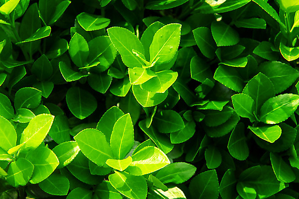 포토 JPG 해외이미지 식물 템플릿 디자인 백그라운드 잎 패턴 사람없음 목재 초록색 여름 빛 봄 떨어짐 작음 유기농 질감 내추럴 인공 많음 해외202004 해외포토 나무 웰빙 계절 컬러 컨셉 무늬 재료 크기 파일형식