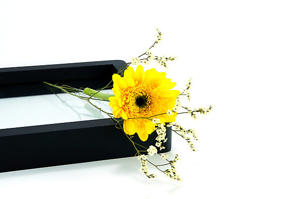 포토 JPG 해외이미지 식물 1 계절 꽃잎 꽃 줄기 백그라운드 꽃무늬 자연 선물 사람없음 초록색 컬러풀 노란색 머리 정원 봄 성장 벚꽃 흰색 신선 개화 자르기 묘사 싱글 데이지 거베라 내추럴 고립 해외202004 해외포토 컬러 무늬 모션 신체부위 생태계 파일형식