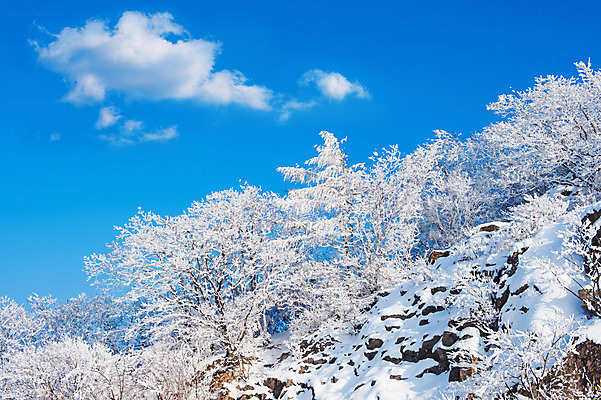 포토 JPG 해외이미지 나무 백그라운드 겨울 자연 하늘 산 서울 한국 풍경 사람없음 태양 맑음 추위 언덕 눈내림 해외202004 해외포토 자연요소 식물 계절 아시아 날씨 눈_날씨 생태계 파일형식