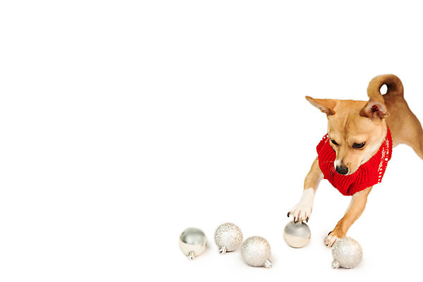 포토 JPG 해외이미지 한마리 컨셉 크리스마스 장난 사람없음 반려동물 장식볼 축하 개 강아지 스웨터 흰배경 치와와 이벤트의상 해외202004 해외포토 동물 1 옷 기념일 백그라운드 상의 포유류 장식 흰색 파일형식