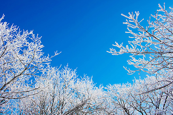 포토 JPG 해외이미지 나무 백그라운드 겨울 자연 하늘 산 서울 한국 풍경 사람없음 태양 맑음 추위 언덕 눈내림 해외202004 해외포토 자연요소 식물 계절 아시아 날씨 눈_날씨 생태계 파일형식