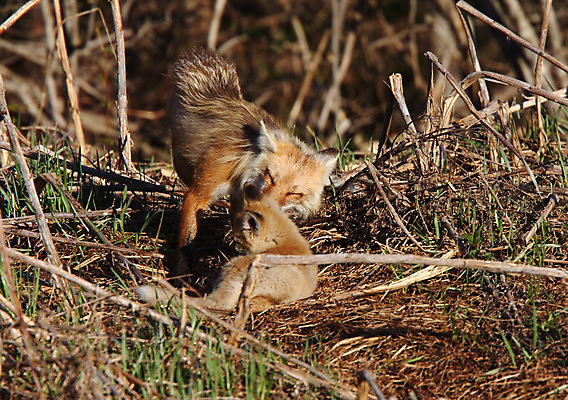 포토 JPG 해외이미지 주간 야생동물 두마리 사람없음 야외 핥기 여우 돌봄 해외202004 해외포토 자연요소 동물 2 포유류 모션 파일형식