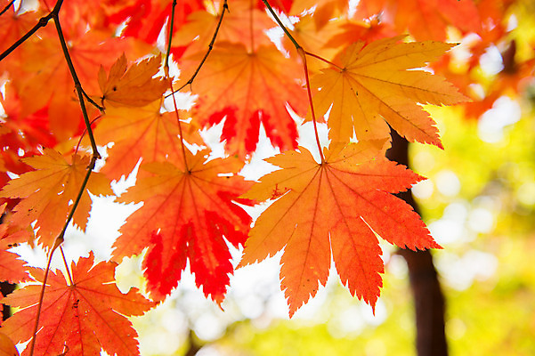 포토 JPG 해외이미지 바닥 사람없음 가을 나뭇가지 아래 각도 해외202004 해외포토 나무 계절 방향 위치 파일형식