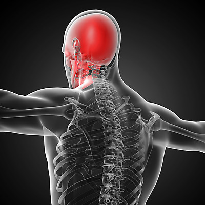 포토 JPG 해외이미지 해부 뼈 골격 건강 사람 사람없음 머리 죽음 턱 해골모형 해외202004 해외포토 의학 신체부위 모형 파일형식