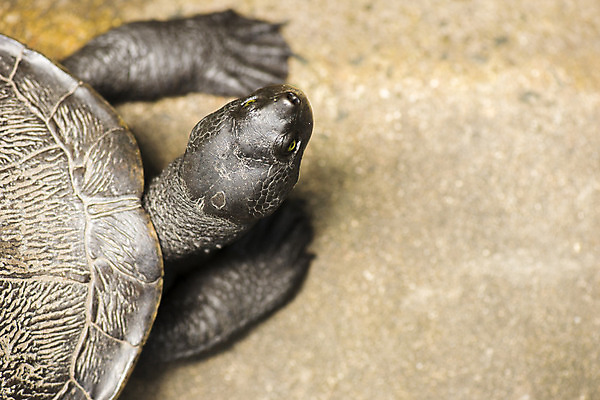 포토 JPG 해외이미지 주간 동물 야생동물 파충류 자연 양서류 사람없음 야외 초록색 컬러풀 거북이 묘사 동물상 해외202004 해외포토 자연요소 컬러 조형물 생태계 파일형식
