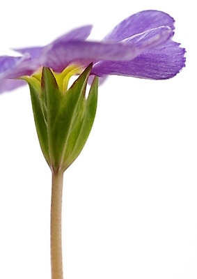 포토 JPG 해외이미지 나무 식물 공원 꽃잎 꽃 꽃다발 백그라운드 꽃무늬 오렌지 자연 따뜻함 사랑 초원 사람없음 목재 초록색 여름 파란색 빛 갈색 노란색 정원 보라색 검은색 봄 성장 벚꽃 꽃술 녹음 개화 닫기 숲 백합 제비꽃 헝가리 꽃수술 아네모네 세련 해외202004 해외포토 계절 공공시설 감정 컬러 무늬 과일 재료 모션 기록 생태계 동유럽 파일형식