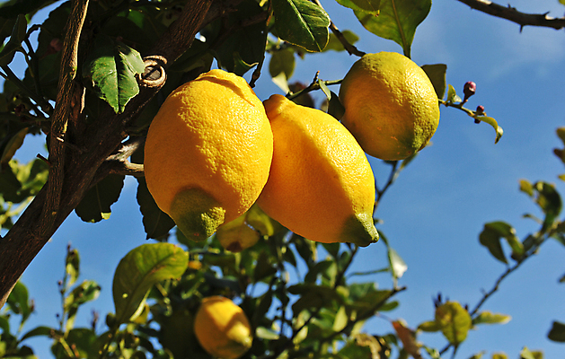 포토 JPG 해외이미지 나무 농업 과일 자연 하늘 사람없음 파란색 노란색 봄 나뭇가지 농촌 신선 스페인 레몬 해외202004 레몬나무 해외포토 식물 계절 유럽 산업 컬러 시골 생태계 파일형식