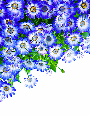 포토 JPG 해외이미지 식물 계절 꽃 꽃다발 백그라운드 꽃무늬 텍스트 자연 사람없음 장식 초록색 여름 파란색 우주 정원 보라색 봄 들꽃 성장 벚꽃 흰색 신선 개화 자르기 다발 배열 오브젝트 슛 내추럴 고립 수레국화 국경 해외202004 해외포토 컬러 무늬 모션 생태계 파일형식