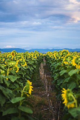 포토 JPG 해외이미지 식물 꽃잎 밭 자연 하늘 해바라기 사람없음 야외 초록색 여름 노란색 호주 해외202004 해외포토 계절 꽃 컬러 농업 오세아니아 생태계 파일형식