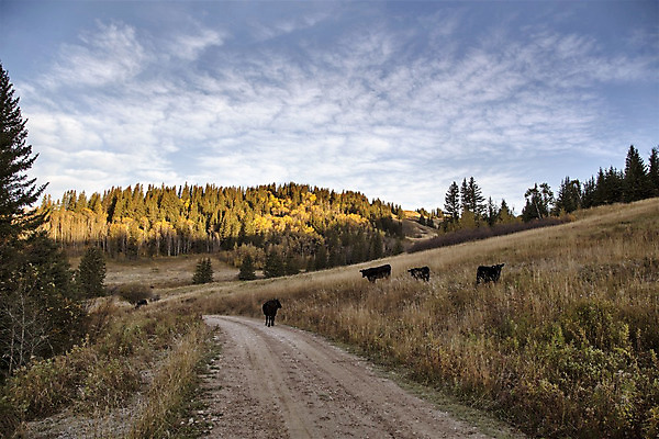 포토 JPG 해외이미지 나무 공원 여행 캐나다 자연 하늘 풍경 사람없음 야외 햇빛 노란색 환경 가을 황무지 해외202004 해외포토 식물 계절 공공시설 컬러 북아메리카 태양 생태계 파일형식