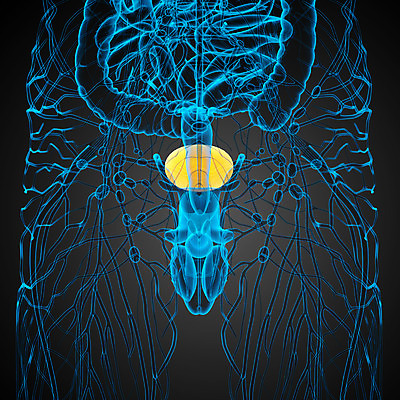 포토 JPG 해외이미지 해부 건강 사람 사람없음 검은색 오르간 신장 생물학 순환 몸통 방광 해외202004 해외포토 교육 컬러 의학 모션 신체부위 건반악기 비뇨기관 파일형식