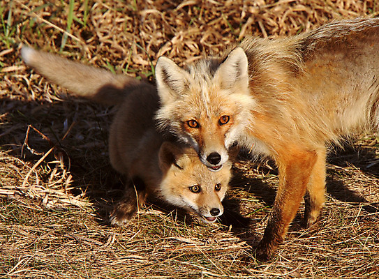 포토 JPG 해외이미지 주간 야생동물 두마리 그림자 사람없음 야외 여우 해외202004 해외포토 자연요소 동물 2 포유류 파일형식