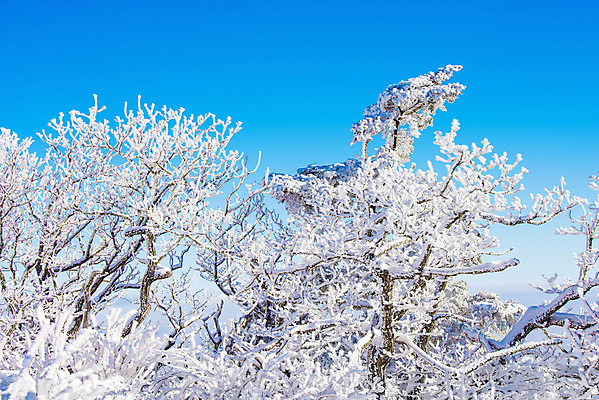 포토 JPG 해외이미지 나무 백그라운드 겨울 자연 하늘 산 서울 한국 풍경 사람없음 태양 맑음 추위 언덕 눈내림 해외202004 해외포토 자연요소 식물 계절 아시아 날씨 눈_날씨 생태계 파일형식
