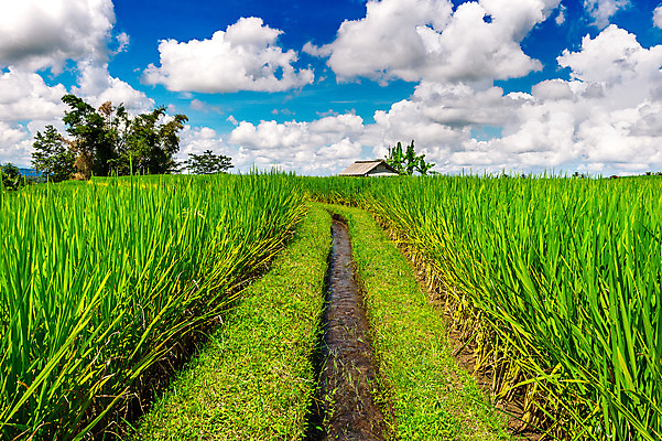 포토 JPG 해외이미지 식물 아시아 문화 선 음식 여행 패턴 농업 자연 밥 산 동양인 풍경 사람없음 야외 초록색 물 농작물 농장 평화 계곡 수확 성장 시골 농부 낟알 땅 언덕 유기농 베트남 발리 인도네시아 계단식 동쪽 논밭 밭일 해외202004 해외포토 자연요소 직업 웰빙 나라 산업 컬러 섬 컨셉 무늬 밭 논 인종 동남아시아 방향 생태계 파일형식