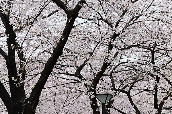 포토 JPG 해외이미지 꽃잎 사람없음 야외 봄 벚꽃 벚나무 해외202004 해외포토 나무 계절 꽃 파일형식