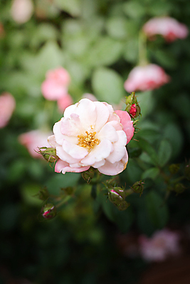 포토 JPG 해외이미지 식물 꽃잎 꽃 줄기 분홍색 잎 꽃무늬 자연 발렌타인데이 사람없음 야외 초록색 햇빛 장미 정원 벚꽃 내추럴 해외202004 해외포토 컬러 무늬 데이이벤트 태양 생태계 파일형식