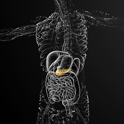 포토 JPG 해외이미지 해부 건강 사람없음 오르간 방광 췌장 해외202004 해외포토 의학 장기_의학 건반악기 비뇨기관 파일형식