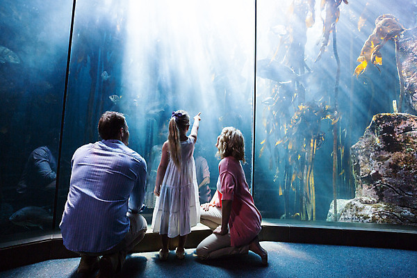 포토 JPG 해외이미지 동물 백인 라이프스타일 손 응시 여자 남자 딸 어린이 바다 40대 중년 손가락 자연 유리 엄마 실내 사랑 어류 세명 물 파란색 빛 부모 환경 수중 수영 가리킴 관찰 아빠 큼 사인 호기심 생물학 수족관 보여주기 해외202004 해외포토 자연요소 서양인 시선 교육 감정 컬러 컨셉 가족 모션 재질 사람 손짓 성인 내부 생활 신체부위 수중동물 수상스포츠 크기 생태계 파일형식