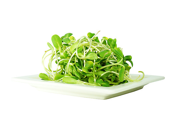 포토 JPG 해외이미지 식물 음식 백그라운드 컨셉 잎 밭 농업 자연 해바라기 새로움 씨앗 사람없음 초록색 새싹 환경 정원 봄 성장 시골 신선 유기농 먼지 개발 돌봄 모종 묘목 밭일 세련 해외202004 해외포토 나무 웰빙 계절 꽃 산업 컬러 모션 생태계 파일형식