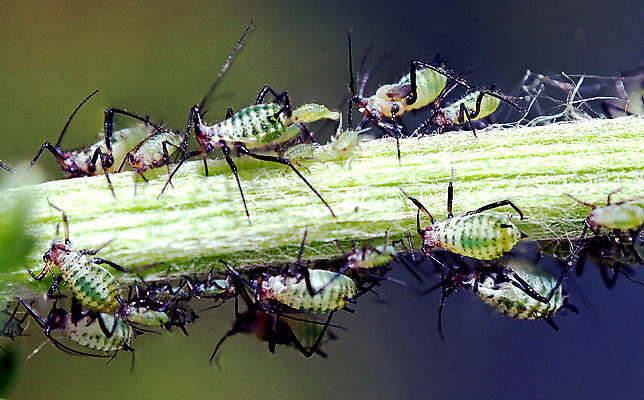 포토 JPG 해외이미지 동물 공원 야생동물 곤충 백그라운드 날개 자연 안테나 사람없음 빨간색 초록색 여름 노란색 머리 흰색 닫기 해충 벌레 잠자리 큼 벌 묘사 싱글 육식동물 고립 해외202004 해외포토 계절 공공시설 컬러 통신 모션 신체부위 크기 생태계 파일형식