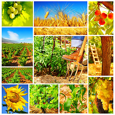 포토 JPG 해외이미지 나무 식물 라이프스타일 디자인 계절 꽃 지구 음식 백그라운드 컨셉 밭 농업 토마토 채소 과일 자연 포도 추상 해바라기 건강 옥수수 풍경 사람없음 초록색 여름 농작물 컬러풀 농장 노란색 정원 흙 수확 가을 신선 작업 시리얼 밀 수집 유기농 원예 복숭아 모음 비타민 내추럴 원예사 해외202004 해외포토 직업 웰빙 산업 컬러 무늬 곡류 취미 생활 생태계 영양소 파일형식