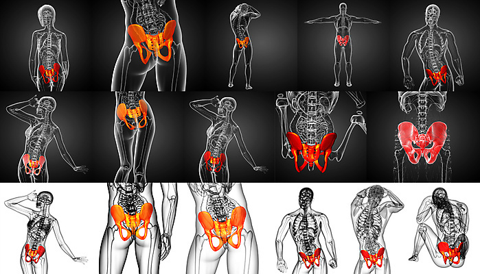 포토 JPG 해외이미지 해부 뼈 골격 건강 사람 사람없음 3D 엉덩이 척추 자궁 연골 해외202004 해외포토 의학 신체부위 장기_의학 디지털합성 파일형식